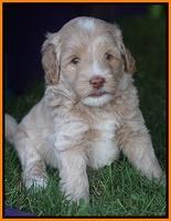 Jetta Texas pups 33100