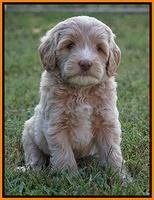 Jetta Texas pups 6 wks old 151