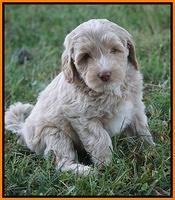 Jetta Texas pups 7 wks old 221