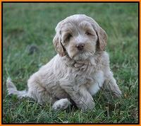 Jetta Texas pups 7 wks old 241