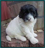 Jetta Texas pups 4 wks old 221