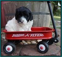 Jetta Texas pups 4 wks old 231