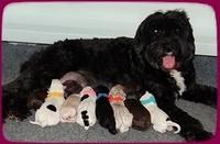 Jetta Texas Newborn pups 21