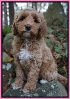 Ellie Mae Parson pups 8 wks old 91