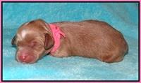 Ellie Parson Newborn pups11