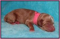 Ellie Parson Newborn pups21