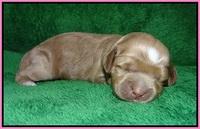 Ellie Parson pups 1 wk old11