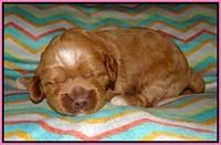 Ellie Parson pups 2 weeks old 11