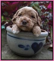 Ellie Parson pups 3 wks old 11