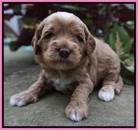 Ellie Parson pups 3 wks old 31
