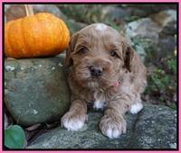Ellie Parson pups 4 wks old 21