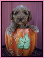 Ellie Parson pups 5 wks old 21