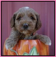 Ellie Parson pups 5 wks old 31