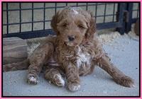 Ellie Parson pups 6 wks old 21