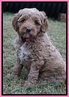 Ellie Parson pups 6 wks old 41