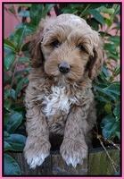 Ellie Parson pups 7 wks old 21