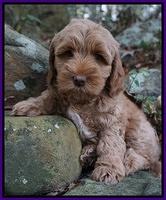 Ellie Mae Parson pups 8 wks old 51