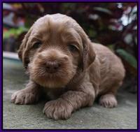 Ellie Parson pups 3 wks old 41