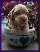 Ellie Parson pups 3 wks old 61