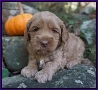 Ellie Parson pups 4 wks old 41