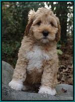 Ellie Mae Parson pups 8 wks old 161