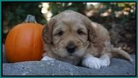 Ellie Parson pups 4 wks old 81