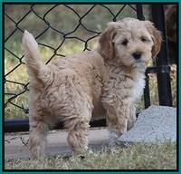 Ellie Parson pups 7 wks old 311