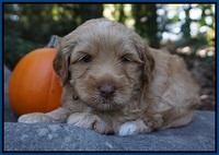 Ellie Parson pups 4 wks old 111