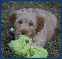 Ellie Parson pups 7 wks old 81