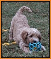 Ellie Parson pups 6 wks old 201