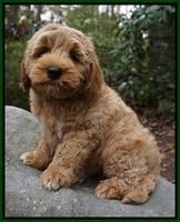 Ellie Mae Parson pups 8 wks old 22100
