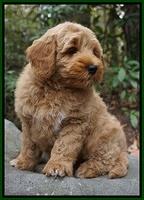 Ellie Mae Parson pups 8 wks old 23100