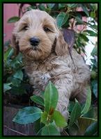 Ellie Parson pups 7 wks old 131