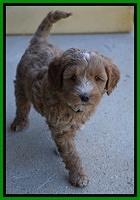 Ellie Parson pups 6 wks old 291