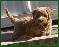 Ellie Parson pups 6 wks old 301