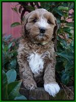 Ellie Parson pups 7 wks old 261