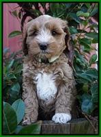 Ellie Parson pups 7 wks old 271