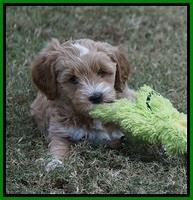 Ellie Parson pups 7 wks old 291