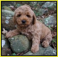 Ellie Mae Parson pups 8 wks old 21