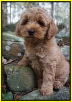 Ellie Mae Parson pups 8 wks old 31