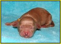 Ellie Parson Newborn pups161