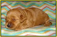 Ellie Parson pups 2 weeks old 151