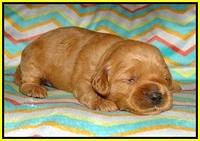 Ellie Parson pups 2 weeks old 161