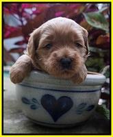 Ellie Parson pups 3 wks old 251