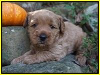 Ellie Parson pups 4 wks old 221