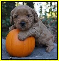 Ellie Parson pups 4 wks old 251