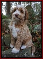 Ellie Mae Parson pups 8 wks old 111