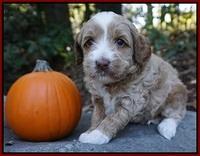 Ellie Parson pups 4 wks old 261