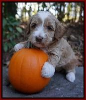 Ellie Parson pups 4 wks old 271