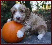 Ellie Parson pups 4 wks old 281